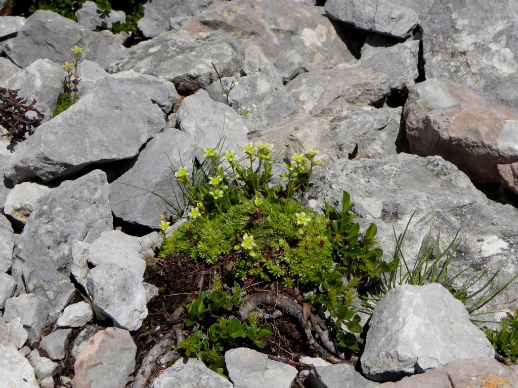 quale Saxifraga?